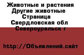 Животные и растения Другие животные - Страница 2 . Свердловская обл.,Североуральск г.